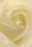 This image draws the viewer close to the intimate heart of a cream and ivory rose, its petals resting in soft, luminous curls, much like the gentle turns of Moorgate's pathways. The texture is feather-light, almost inviting your fingers to trace its folds, while subtle shadows weave depth between the layers. The entire bloom feels steeped in tranquility, its matte surface quietly gleaming beneath city light-evoking the calm found in EC2's quieter pockets. There's a sense of connection and reverence in the arrangement, making the rose an ideal choice for conveying sympathy, celebration, or a gentle message of support to colleagues, friends, or loved ones working and living near Liverpool Street. The understated freshness of its scent lingers, echoing the thoughtful touch that defines every handcrafted bouquet from EC2 Flowers for the heart of London's business district. This rose is more than a flower-it's a story woven from delicacy, strength, and the shared emotions of the city's bustling yet quietly compassionate community.